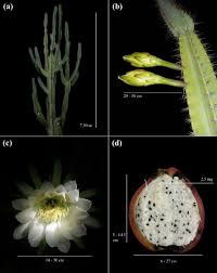 Image result for Cereus jamacaru