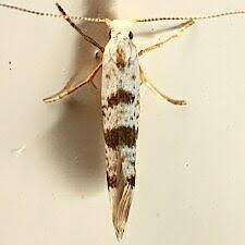 Image result for argyresthia thuiella thuja symptoms