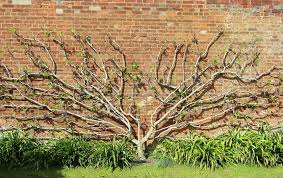 The early winter pruning in the course of the year has a positive effect on the promotion of growth and promotes new shoots. How To Espalier Fruit Trees Pip Magazine Sustainability Permaculture
