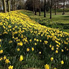 Flowers are 3½ wide and look incredible in borders, pots and bouquets. Narcissus Rijnveld S Early Sensation Syn Narcissus January Daffodil Rijnveld S Early Sensation Trumpet Uploaded By Skinnyjeangardeners