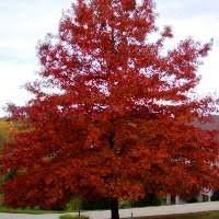 Some trees have deeper root systems. Pin Oak Tree Quercus Palustris Or Swamp Spanish Oak Tree Nursery Uk