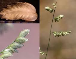 Image result for Eragrostis echinochloidea