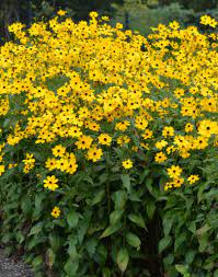 Pin On Native Virginia Wildflowers