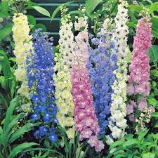 Aug 31, 2020 · jenis bunga yang satu ini merupakan tanaman yang mudah ditemui dan sudah cukup familiar. Daftar Nama Bunga Gambar Bunga Cantik Indah Unik Dan Langka Lengkap Dengan Penjelasannya Kumpulan Mac Flower Seeds Delphinium Flowers Flower Seeds Online