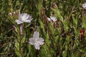 Image result for Epilobium salignum