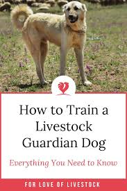 Want To Know How To Train Your Livestock Guardian Dog Lgd Whether You Are Interested In Trai Livestock Guardian Dog Livestock Guardian Easiest Dogs To Train