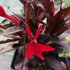Image result for Lobelia fervens