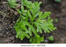 Image result for Selaginellaceae