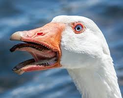 Creepy Bird With Big Mouth 10 Animals That Secretly Have The Mouths Of Demons Weird Animals Animals Funny Animals
