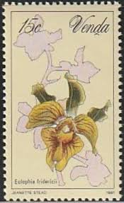 Image result for Eulophia fridericii