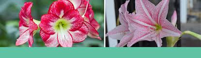 Image result for Hippeastrum