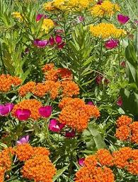 Butterfly Gardening Milkweed And Winecup Butterfly Garden Butterfly Garden Plants Plants That Attract Butterflies