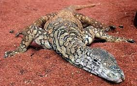 Australian Desert Animals Wildlife In The Outback Desert Animals Australian Desert Australian Native Animals