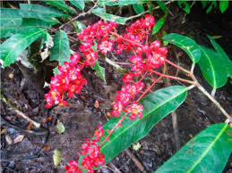 Image result for Ochna leptoclada