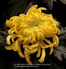 Crimson Tide And Houston Irregular Incurve Chrysanthemum Beautiful Flowers Pictures Flower Pictures Chrysanthemum Flower