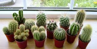 La variedad de suculentas le permite tener varios en la oficina, en la cocina, sala o en balcones y jardines. Cactus Donde Ubicarlos Para Repeler La Energia Negativa