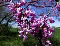 Maybe you would like to learn more about one of these? On Nature Column Beauty Of The Redbuds Nears Bloom Opinion Heraldbulletin Com