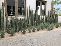 Cactus And Aloe Designer Garden Garden Design San Pedro Cacti Healing Garden
