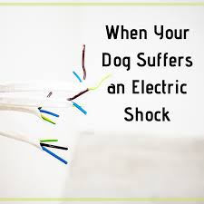 Yeah, i never knew there was one that shocked you, lol. Iweky Shock Chewing Gum Circuit