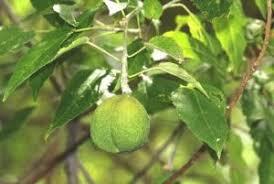 Image result for Rothmannia urcelliformis