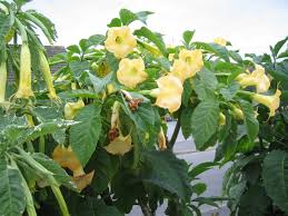 Image result for Brugmansia aurea