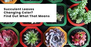 Succulent plants are generally green in sempervivum heuffelii 'notah' is one of the gorgeous purple succulents with coloration of jade sedeveria 'jet beads' has small, pointed leaves with color tones of dark copper, green, burgundy. Succulent Leaves Changing Color Find Out What That Means