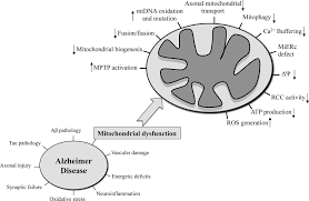 Check spelling or type a new query. Frontiers Mitochondria As Potential Targets In Alzheimer Disease Therapy An Update Pharmacology
