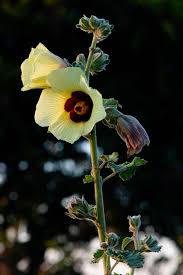 Image result for Hibiscus panduriformis