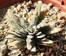 Image result for Crassula globularioides