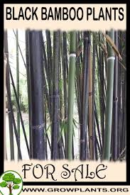 Black Bamboo Plants For Sale Black Bamboo Plants For Sale Bamboo Plants For Sale Black Bamboo Plant Bamboo Plants