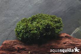 Image result for Loxogramme