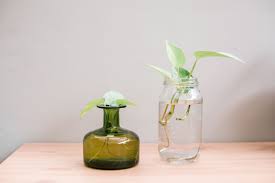 'marilyn monroe', 'lagerfeld', and 'iceberg' roses complement the pink ruspolia flowers. Houseplants You Can Grow In Water