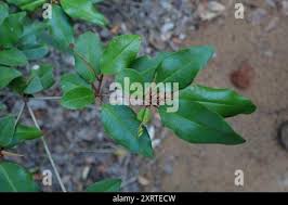 Image result for Croton pseudopulchellus