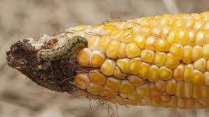 Maybe you would like to learn more about one of these? How To Control Corn Ear Worm Yates