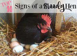 A hen, if she's got the breeding for it and if the time of the year is right and if the weather conditions are right and if she undergoes a hormonal shift, will choose to sit on eggs. Top Ten Signs Of A Broody Hen Fresh Eggs Daily