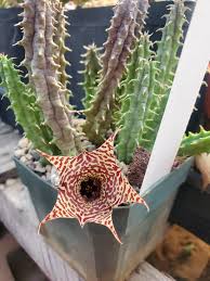 Image result for Huernia leachii