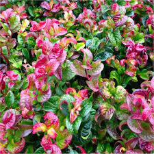 The dwarf burning bush grows to a maximum. Leucothoe Axillaris Curly Red Unique Twisted Evergreen Foliage Garden Plants