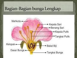 Bagi pecinta bunga, biasanya mereka memelihara bunga sebagai hiasan ruangan, selain sebagai hiasan ruangan mereka juga meelihara bunga sebagai. Bagian Bagian Bunga Lengkap Berserta Penjelasan Dan Fungsinya Ppt Download