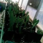 The prickly pear cactus is an edible type of cactus plant which grows in certain arid areas of the planet prickly pear cactus contains a number of important minerals including potassium, calcium and high cholesterol is associated with atherosclerosis and an increased risk of killer diseases like. Pdf Cactus Pear Cultivation And Uses
