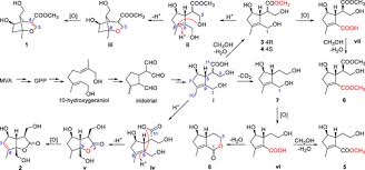 Image result for Psydrax subcordata