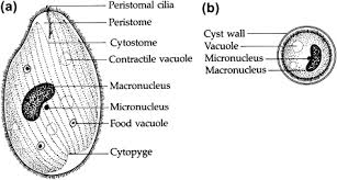 Image result for Balantoides Coli