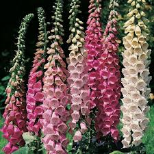 Digitalis Purpurea Mix 1250 Seeds Flower Seeds Flowers Perennials Foxglove Plant