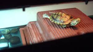 Turtle Basking Under Artificial Lights 720p Hd Youtube