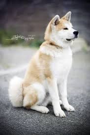 Pin By Deniz Acet On Akita Inu Akita Dog Japanese Dogs Japanese Akita