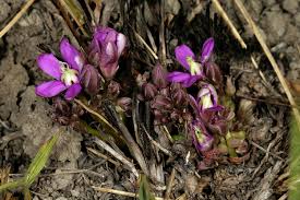 Image result for Raphionacme hirsuta