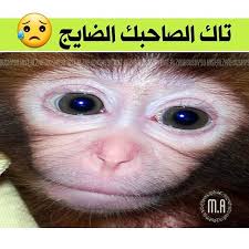 تاقاتكم تاقاتكم مصممين العرب بدربكم اضافه للحساب الشخصي Alzar Grinch