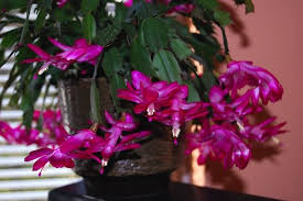 Epingle Sur Jardinage