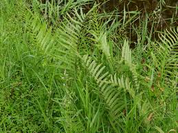 Image result for Cyclosorus striatus