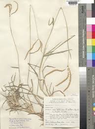 Image result for Lintonia nutans