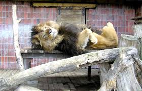 Annisa maria (almost three years old) visiting zamość zoo. Zamosc Pokaz Najzabawniejsze Zdjecie Z Zoo Dziennik Wschodni
